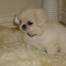 Pekingeser tilde