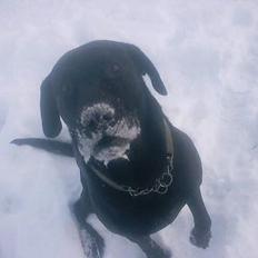 Blanding af racer Bølle 