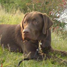 Labrador retriever Mads *død*