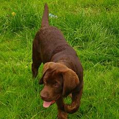 Labrador retriever Mads *død*