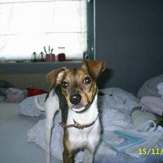 Blanding af racer oscar