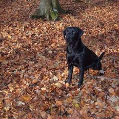 Labrador retriever (Formel 1) Coco