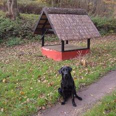 Labrador retriever (Formel 1) Coco