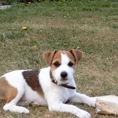 Jack russell terrier Tjiko R.I.P