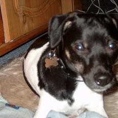 Dansk svensk gaardhund Flobber