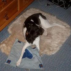 Dansk svensk gaardhund Flobber