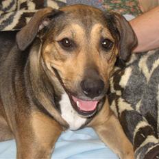 Blanding af racer Aeisha 