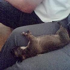 Blanding af racer Aeisha 