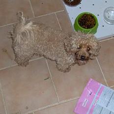 Dværgpuddel Strandløven's Zitka