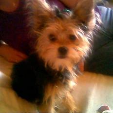 Blanding af racer Gangster