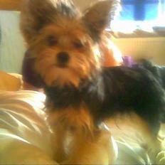 Blanding af racer Gangster