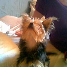 Blanding af racer Gangster