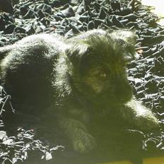 Cairn terrier Balder