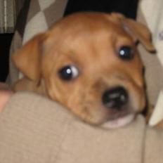 Staffordshire bull terrier Chianti