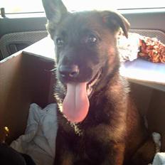 Schæferhund Effie  (Har fået fred)