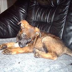 Schæferhund Effie  (Har fået fred)