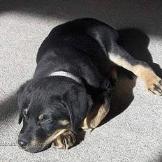 Blanding af racer Lunte **DØD**