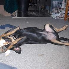 Blanding af racer Lunte **DØD**