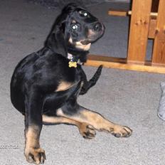 Blanding af racer Lunte **DØD**