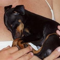 Prazsky krysarik Ernst