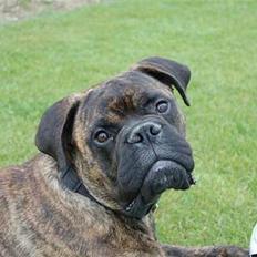 Bullmastiff Baloo