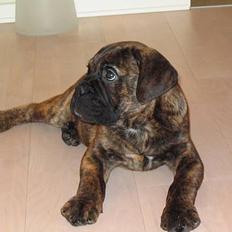 Bullmastiff Baloo