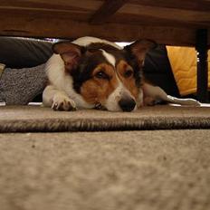 Blanding af racer Ib