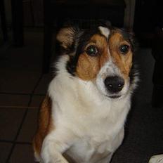 Blanding af racer Ib