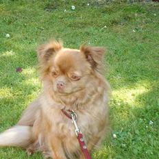 Blanding af racer Mica  R.I.P.