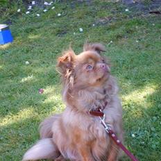 Blanding af racer Mica  R.I.P.