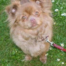 Blanding af racer Mica  R.I.P.