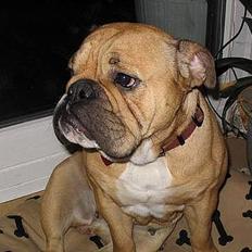 Engelsk bulldog Molly