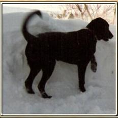 Blanding af racer Tenna *R.I.P*
