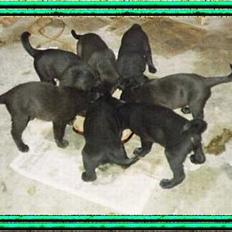 Blanding af racer Tenna *R.I.P*