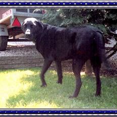Blanding af racer Tenna *R.I.P*