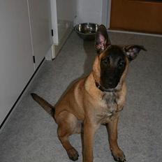 Malinois Cabby (Søholms Capone) * DØD *