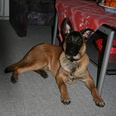 Malinois Cabby (Søholms Capone) * DØD *