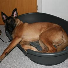Malinois Cabby (Søholms Capone) * DØD *