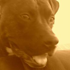 Amerikansk staffordshire terrier Rocko