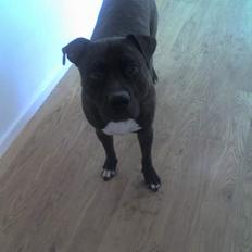 Amerikansk staffordshire terrier Rocko