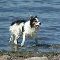Border collie Dosty