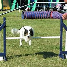 Border collie Dosty