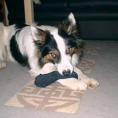 Border collie Dosty