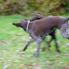 Korthåret hønsehund Tikka