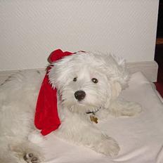 Coton de tulear louie