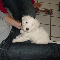 Coton de tulear louie