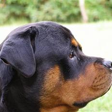 Rottweiler Basse