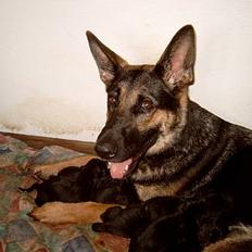 Schæferhund Sportshund Akela *Død* 