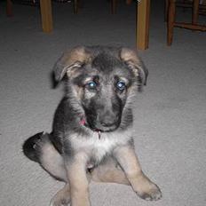 Schæferhund Tikki      10/9-05