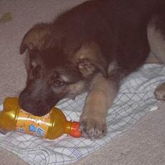 Schæferhund Tikki      10/9-05